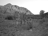 ثبت حضور سه پلنگ ایرانی در پناهگاه حیات وحش عباس آباد