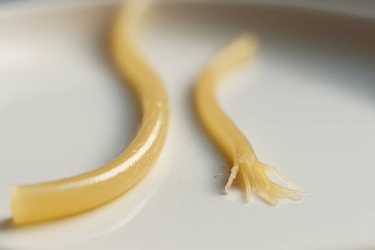 دانشمندان راز اسپاگتی بی‌نقص را کشف کردند