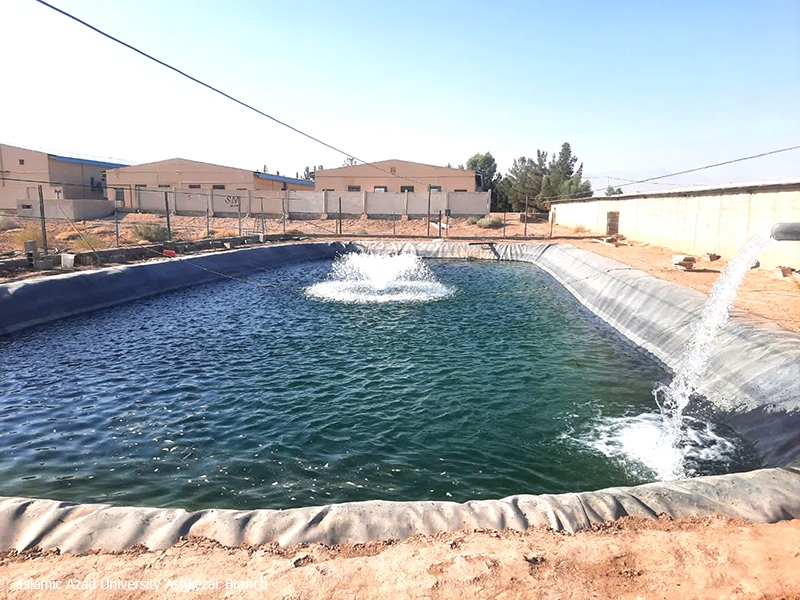 رهاسازی ۲ هزار قطعه بچهماهی قزلآلا در استخر پرورشی دانشگاه آزاد اشکذر؛ هدفگذاری رسیدن ماهیها به وزن یک کیلوگرم رهاسازی ۲ هزار قطعه بچهماهی قزلآلا در استخر پرورشی دانشگاه آزاد اشکذر؛ هدفگذاری رسیدن ماهیها به وزن یک کیلوگرم