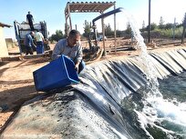 رهاسازی-۲-هزار-قطعه-بچه‌ماهی-قزل‌آلا-در-استخر-پرورشی-دانشگاه-آزاد-اشکذر-هدف‌گذاری-رسیدن-ماهی‌ها-به-وزن-یک-کیلوگرم