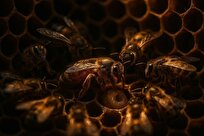 عفونت ویروسی عامل پنهان ضعف کندوها