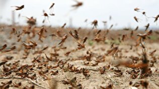 نیاز ۱۰۰میلیارد تومان اعتبار برای مبارزه با تهاجم ملخ صحرایی/غفلت خسارت سنگینی بر امنیت غذایی کشور وارد می‌کند