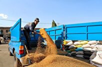 کشف ۱۴۰ تن گندم احتکاری با ارزش بیش از ۴.۵ میلیارد