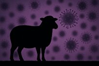 ویروس-تب‌برفکی-یک-گله-را-در-چند-ساعت-به-زانو-درمی‌آورد