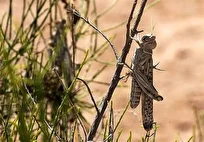 احتمال حمله ملخ صحرایی به استان‌های جنوبی/  امکان سمپاشی روزانه ۱۶ هزار هکتار