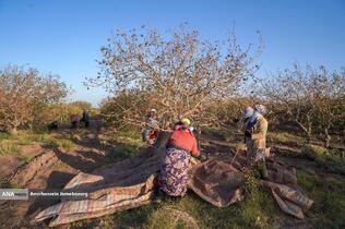 تولید برای محرومیت زدایی - باغ پسته