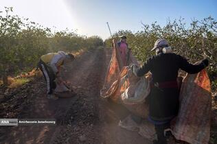 تولید برای محرومیت زدایی - باغ پسته