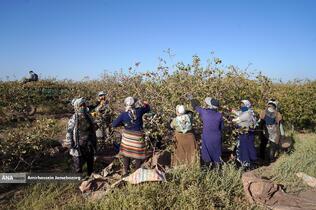 تولید برای محرومیت زدایی - باغ پسته