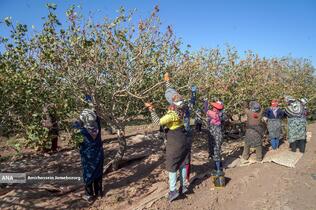 تولید برای محرومیت زدایی - باغ پسته