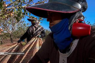 تولید برای محرومیت زدایی - باغ پسته