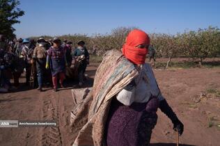 تولید برای محرومیت زدایی - باغ پسته