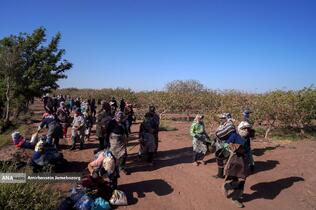 تولید برای محرومیت زدایی - باغ پسته