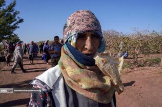 تولید برای محرومیت زدایی - باغ پسته