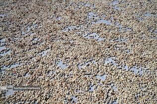 تولید برای محرومیت زدایی - باغ پسته