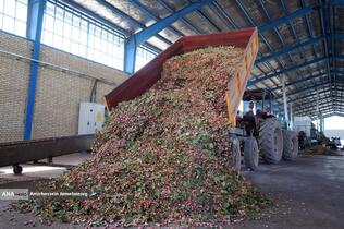 تولید برای محرومیت زدایی - باغ پسته