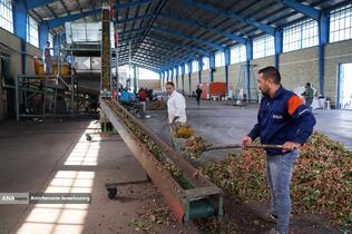 تولید برای محرومیت زدایی - باغ پسته