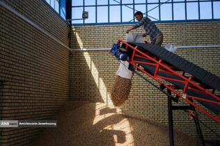 تولید برای محرومیت زدایی - باغ پسته