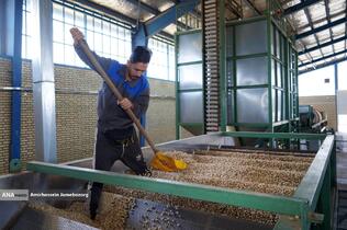 تولید برای محرومیت زدایی - باغ پسته