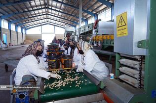 تولید برای محرومیت زدایی - باغ پسته