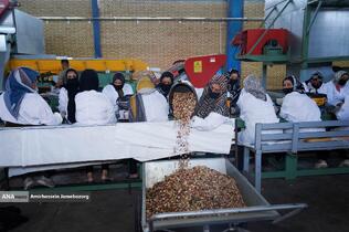 تولید برای محرومیت زدایی - باغ پسته