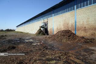 تولید برای محرومیت زدایی - باغ پسته