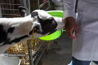 رفع محرومیت با تولید ملی - گاوداری