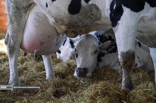 رفع محرومیت با تولید ملی - گاوداری