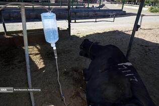 رفع محرومیت با تولید ملی - گاوداری