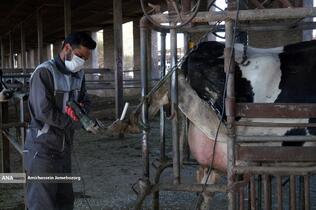 رفع محرومیت با تولید ملی - گاوداری