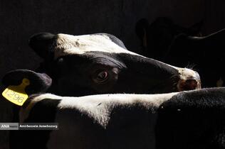 رفع محرومیت با تولید ملی - گاوداری