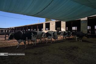 رفع محرومیت با تولید ملی - گاوداری