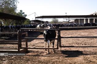 رفع محرومیت با تولید ملی - گاوداری