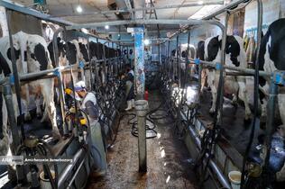 رفع محرومیت با تولید ملی - گاوداری