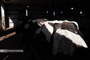 رفع محرومیت با تولید ملی - گاوداری