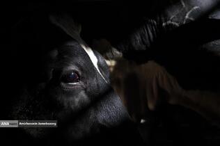 رفع محرومیت با تولید ملی - گاوداری