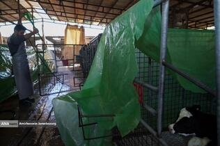 رفع محرومیت با تولید ملی - گاوداری