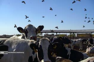 رفع محرومیت با تولید ملی - گاوداری