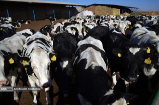 رفع محرومیت با تولید ملی - گاوداری