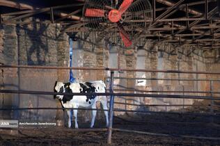 رفع محرومیت با تولید ملی - گاوداری