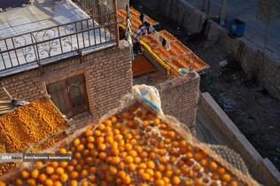 خُرو؛ پایتخت آلوی ایران