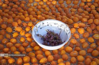 خُرو؛ پایتخت آلوی ایران