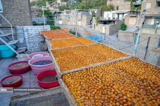 خُرو؛ پایتخت آلوی ایران