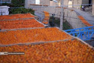 خُرو؛ پایتخت آلوی ایران