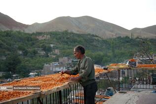 خُرو؛ پایتخت آلوی ایران