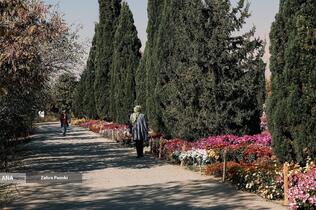 گل های داوودی