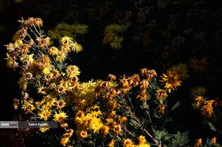 گل های داوودی