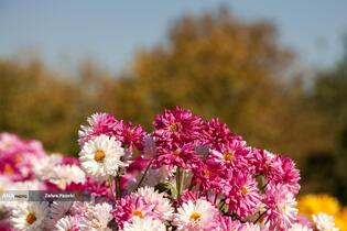 گل های داوودی