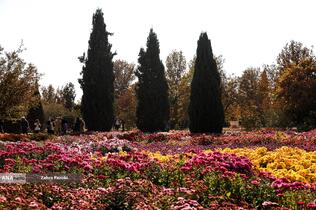 گل های داوودی