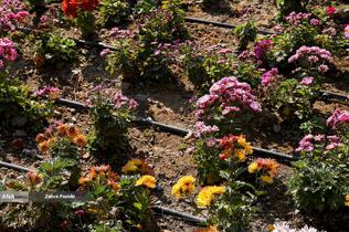 گل های داوودی