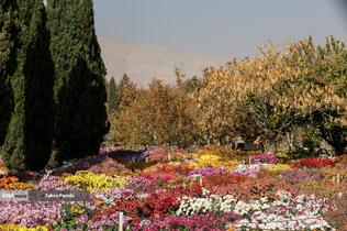 گل های داوودی